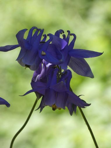 mariale en Hamelin: Flora  (Caso), Aquilegia alpina, 📸 #marialemdza
💚 🌿🌳🌿💚
#CumpleHamelin 
#FloresSilvestres #flores #flowers 
#Naturaleza #BellezaNa...