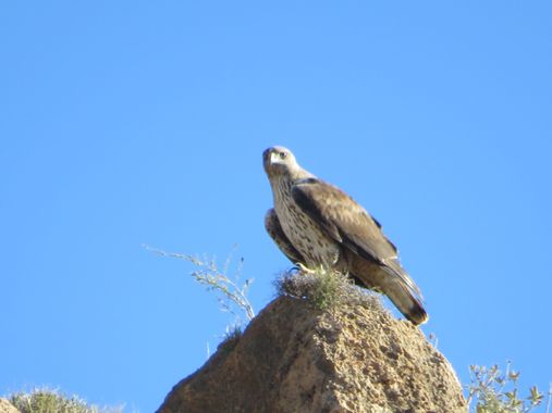 Solerantonio2 en Hamelin: Fauna  (Vícar), Aquila fasciata Vieillot, 1822, Águila perdicera