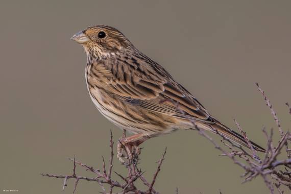 Unai Urresti en Hamelin: Fauna  (Navarra), Emberiza calandra Linnaeus, 1758, Escribano triguero.

#aves21 #escribano  #fauna 