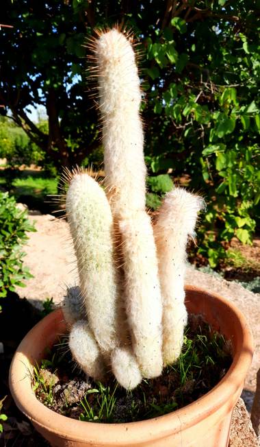 pbebo en Hamelin: Flora  (Valencia), Espostoa lanata, #cactus #hamelin # #españa #parqueyjardines