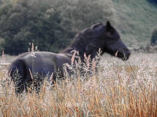 olaya96fg en Hamelin: Fauna  (Tineo), #Horse