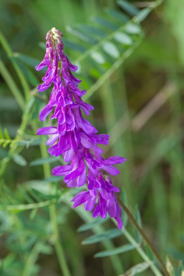 Peremateo en Hamelin: Flora  (Montcada i Reixac), Vicia cracca, #apfb.