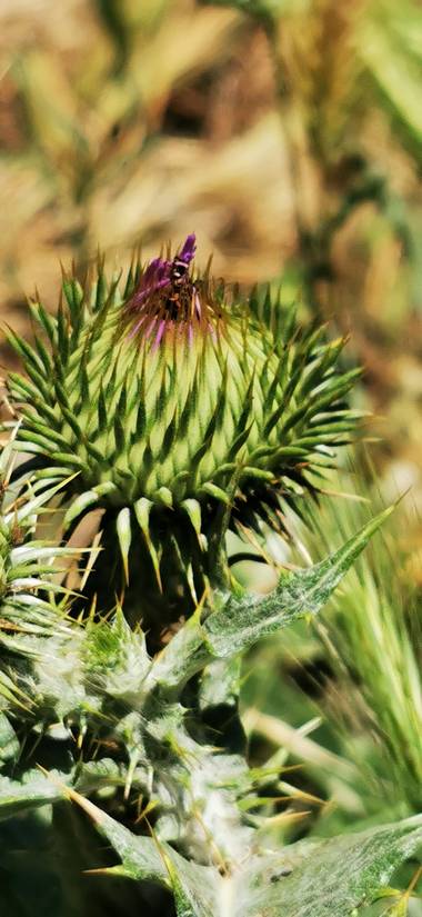 Roservillegas en Hamelin: Flora, Onopordum acanthium, #flor 