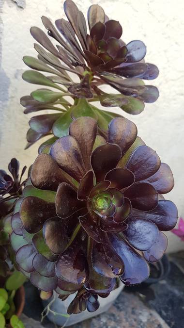fiammmaz en Hamelin: Flora  (BSW), Aeonium arboreum