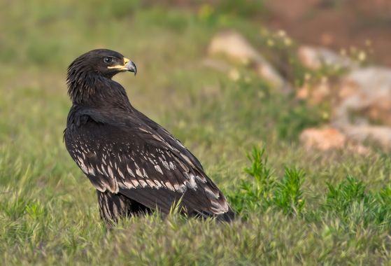 Ignicapillus en Hamelin: Fauna  (Brown road), Clanga clanga (Pallas, 1811), Águila moteada

El águila moteada de una rapaz asiática que cría en la mitad me...