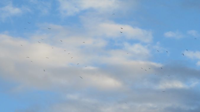 Solerantonio2 en Hamelin: Fauna  (Almería), Desfile de gaviotas
