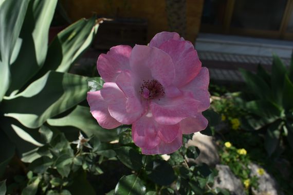 Solerantonio2 en Hamelin: Flora  (Benamargosa), Rosas de jardin
