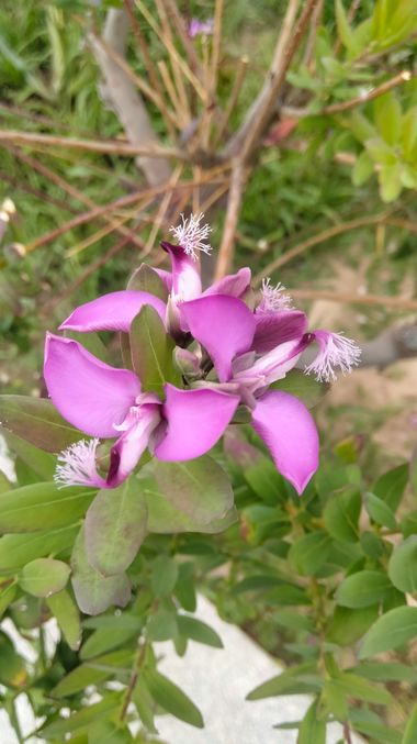 Solerantonio2 en Hamelin: Flora  (Mojácar), Polygala myrtifolia, Planta