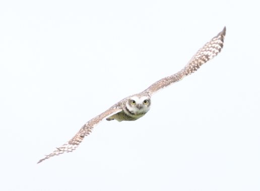 Jorge Bilbao  en Hamelin: Fauna  (Mar del Plata), Athene cunicularia (Molina, 1782), #owl #aves #avesargentinas #proyectoavesmdq #avesdelmundo #lechuza