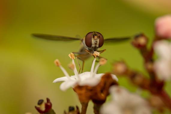 Xabier González en Hamelin: Fauna  (Mos), Una foto de este fin de semana, un pequeño Sírfido encima de una flor de Viburnum

#macro #himenoptero