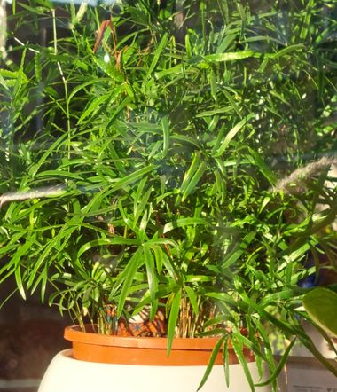 Mpinfante en Hamelin: Flora, Asparagus falcatus