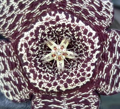 YAMILA  en Hamelin: Flora  (Maracó), Orbea variegata, #simetría #diseñoynaturaleza #naturalperfección