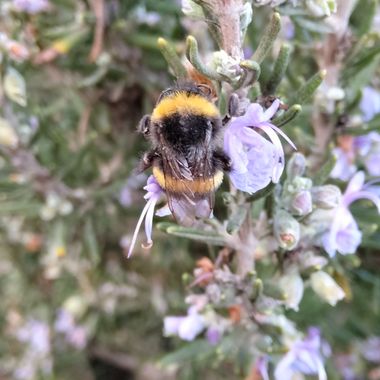 Solerantonio2 en Hamelin: Fauna  (Almería), Abejorro comun
