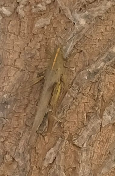 Solerantonio2 en Hamelin: Fauna  (Almeria), Saltamontes