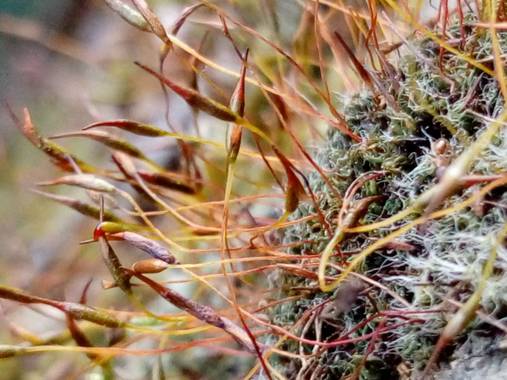 silvia_0664 en Hamelin: Flora  (Sant Cugat del Vallès), #macrocollserola 