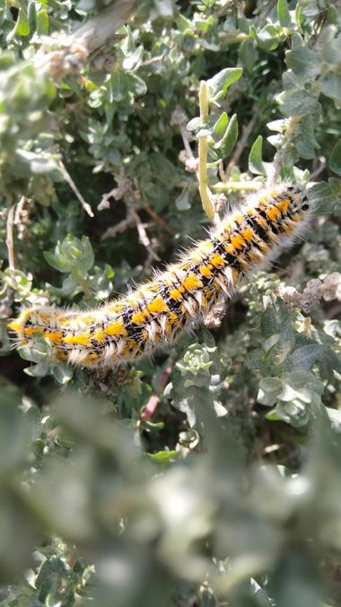 Solerantonio2 en Hamelin: Fauna  (Níjar), Insecto