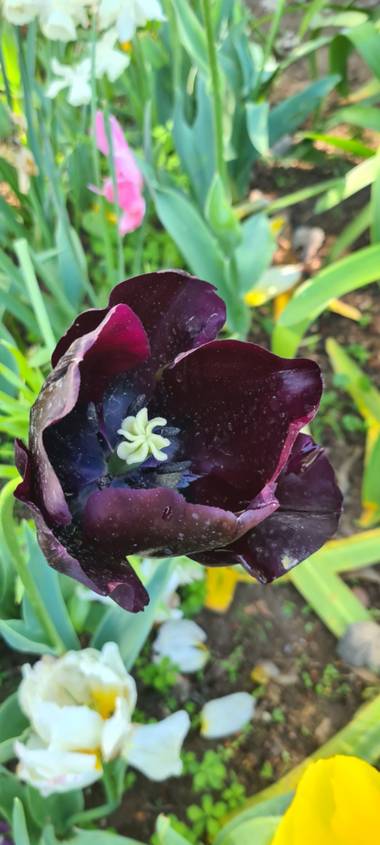 Lauratduch en Hamelin: Flora  (Barcelona), Tulipa gesneriana, Flor#parque Barcelona#primavera#fotomovil