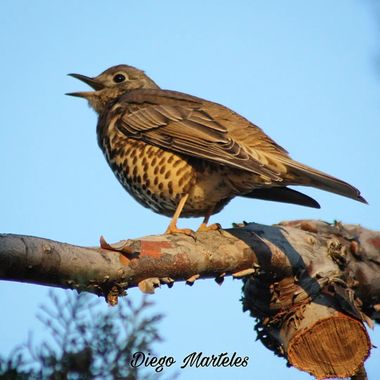 Diego en Hamelin: Fauna  (Zaragoza), Turdus viscivorus Linnaeus, 1758, #turdusviscivorus #zorzalcharlo #aves #canon #zaragoza 