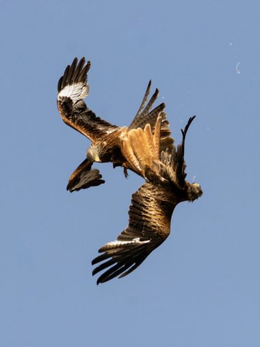 Pablosdoc en Hamelin: Fauna  (Ayerbe), Milvus milvus (Linnaeus, 1758), #hamelin #milanoreal #rapaces #naturaleza #fauna #canon #wildlife #birds #nature 