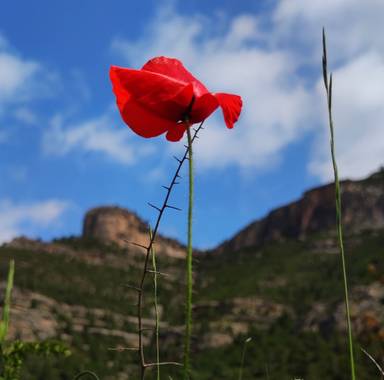 aidalzira en Hamelin: Flora  (Cortes de Pallás), Papaver rhoeas, Esta flor es la que más me gusta tan simple pero tan bonita con su color rojo intenso 😍 #...