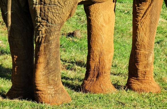 mariale en Hamelin: Fauna, Cabárceno 