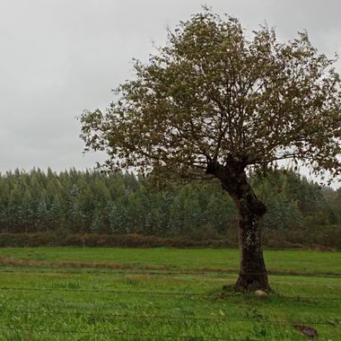 Susandresro en Hamelin: Paisaje  (O Corgo), Eucaliptos...