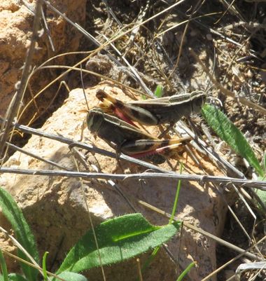 Solerantonio2 en Hamelin: Fauna  (Almería), Insecto