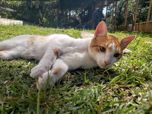 johannr606 en Hamelin: Fauna, #gatohogareño 