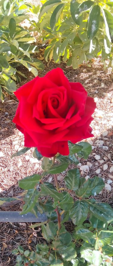 Solerantonio2 en Hamelin: Flora  (Almería), Rosa chinensis, Rosas de jardin