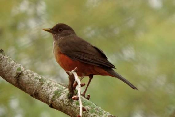 Acedogloria en Hamelin: Fauna  (Junín), Turdus rufiventris Vieillot, 1818, El zorzal colorado, ​​ también conocido como zorzal común, o tordo de vientre ru...