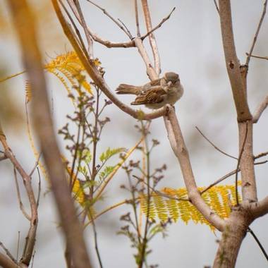 Almudena_vg en Hamelin: Fauna  (Jerez de la Frontera), #aves21 