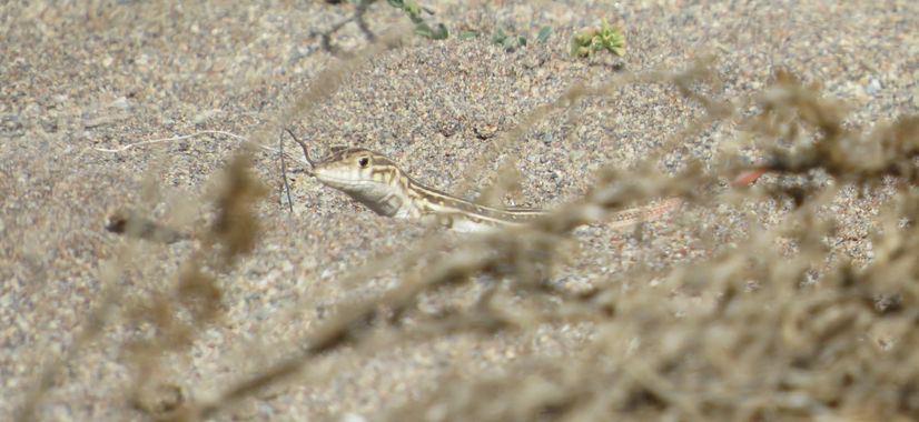 Solerantonio2 en Hamelin: Fauna  (Almería), Lagartija colirroja