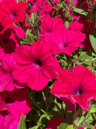Marisol en Hamelin: Flora, Petunia x hybrida, Flores en Santiago de Compostela