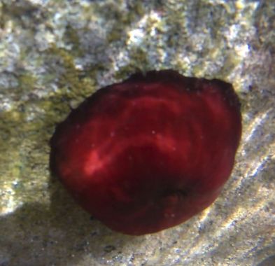 Solerantonio2 en Hamelin: Fauna  (Níjar), Tomate de mar