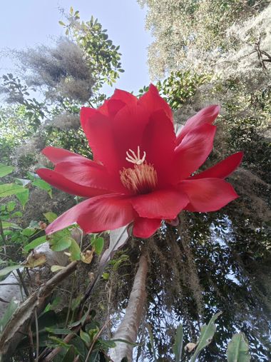 Beth.stalhuth en Hamelin: Flora  (Sogamoso), Reina Roja #flora #flora2024 #BellezaRoja #sogamoso 