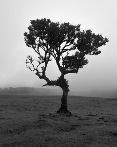 3pnoe6 en Hamelin: Paisaje  (Ponta do Sol), #arbol#fanalforest#madeira#portugal