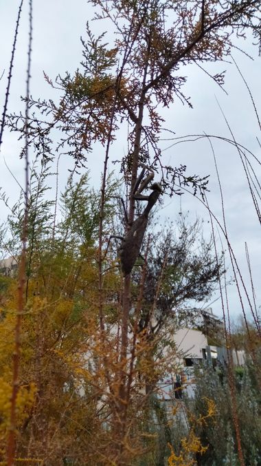 Solerantonio2 en Hamelin: Fauna  (Almería), Insecto