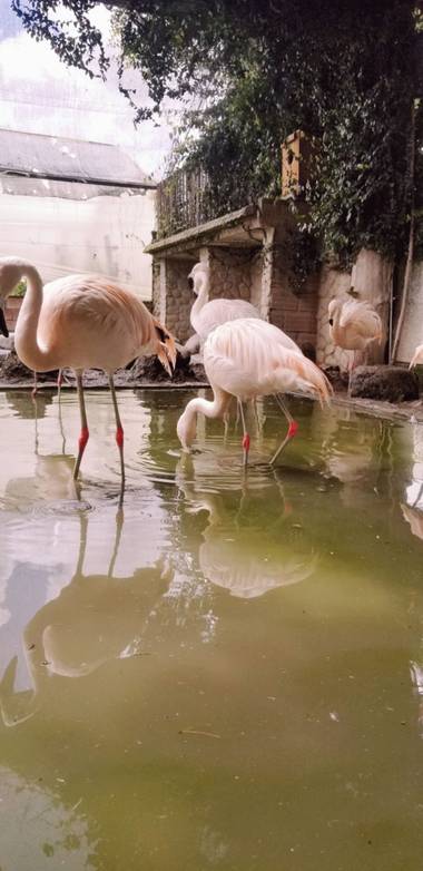 irvinluizaga en Hamelin: Fauna  (Quillacollo), Phoenicopterus chilensis Molina, 1782, #aves21