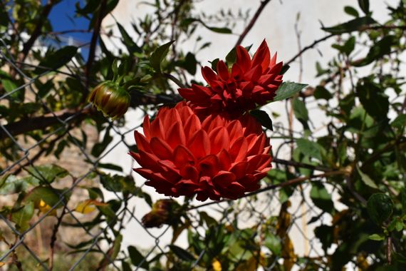 Solerantonio2 en Hamelin: Flora  (Trevélez), Planta