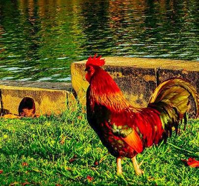 bernard1402  en Hamelin: Fauna  (Cárdenas), Gallo doméstico o gallo rojo. Ave exótica con dimorfismo sexual muy evidente. Posee un plumaje muy vivo y brill...