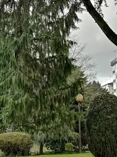 Susandresro en Hamelin: Flora  (Lugo), Parque Frigsa