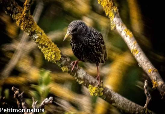 Petitmón en Hamelin: Fauna, Curioso
#ave
#fauna