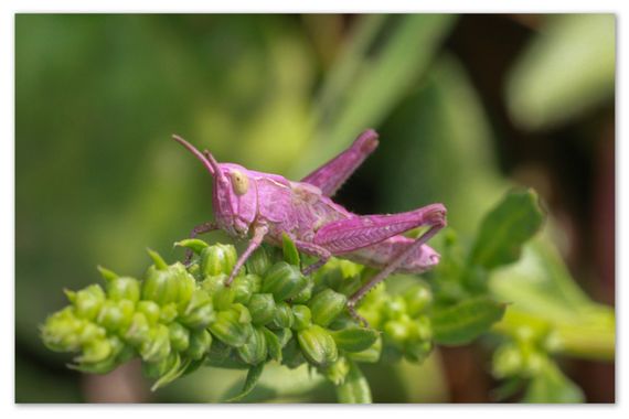 barbanegra707 en Hamelin: Fauna  (Esplugues de Llobregat), #Santamontesrosa