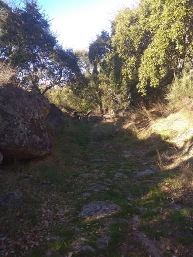 Jositocerro en Hamelin: Paisaje  (Valencia de Alcántara)