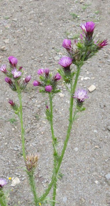 Solerantonio2 en Hamelin: Flora  (Turrillas), Planta