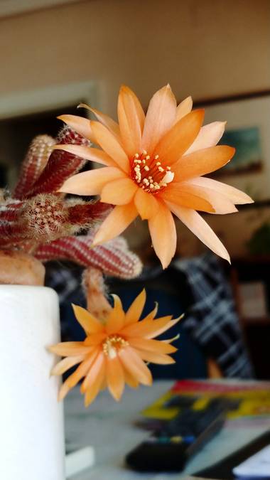 Raquelitacaceres1969 en Hamelin: Flora  (Madrid), Echinopsis chamaecereus, Sencillamente bella..❣️❣️❣️