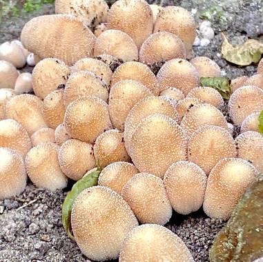 su en Hamelin: Observación  (Gelves), Setas o hongos ??? Alguien lo sabe ???