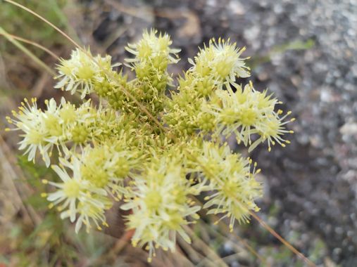 José Antonio en Hamelin: Flora  (Camí del Mas de l'Hereuet), #flora