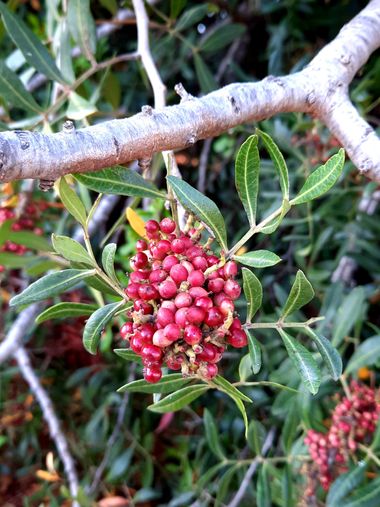 Naomi en Hamelin: Flora  (Cerdanyola del Vallès), Pistacia lentiscus, #flora 