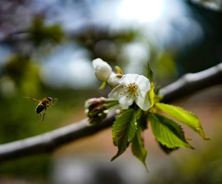 rqsalcedo en Hamelin: Fauna  (Madrid), #abejas 
